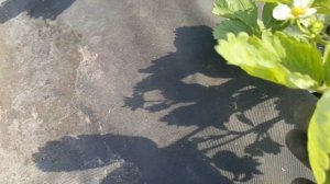 Хлороз на клубнике, как бороться и что делать, хелат же