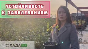 Крыжовник Колобок описание и характеристика сорта