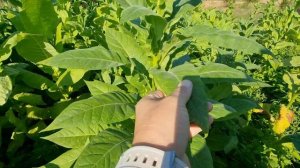 Выращивание табака в Беларуси сезон-2