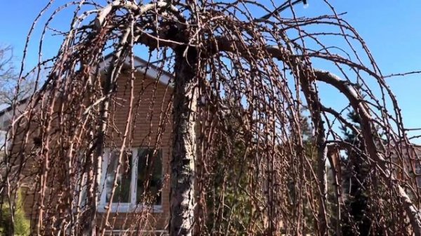 Лиственница японская Стифф Випер (Stiff Weeper)