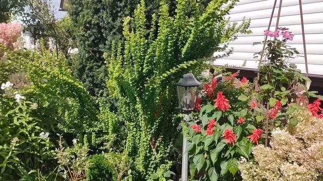 УЮТНЫЙ САД на даче СВОИМИ РУКАМИ 😍 Цветение ГОРТЕНЗИ?