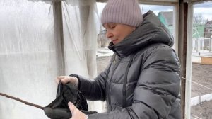 Прикопка роз в теплицу , апрель .