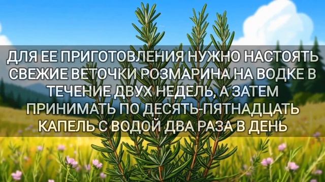 Розмарин — природный усилитель мозга! Как улучшить па
