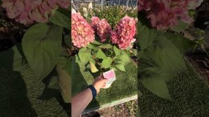 Большой обзор гортензии Бонфайр