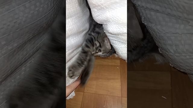 Белка охраняет пакеты смотреть онлайн