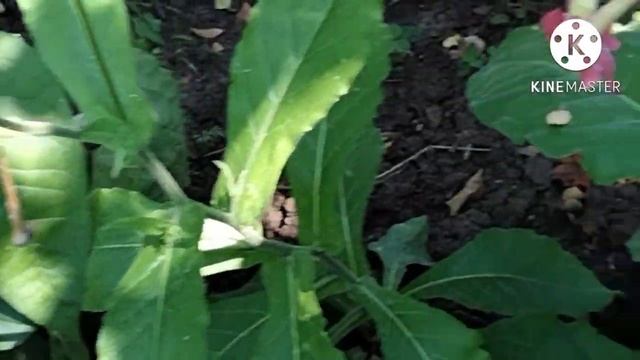 Душистый табак. смотреть онлайн