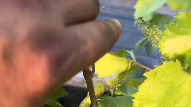 3.07.2025 Беларусь. Солнечные ожоги  ягоды винограда.