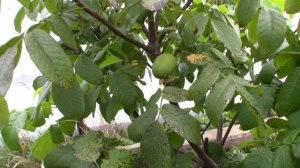 Грецкий орех в Подмосковье