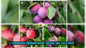 Слива трескается и гниёт? Не делай этого — иначе остан