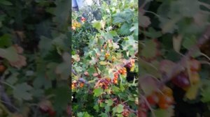 Обзор и дегустация золотистой смородины: медовый спас