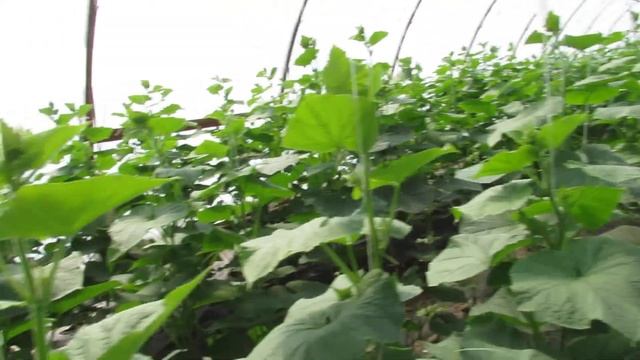 Огурец Ягуар как растет в разных условиях.