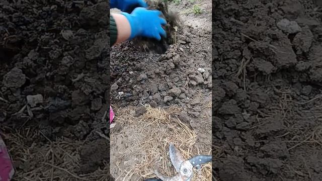 сажаю плетистую розу Индиголетта 💜 смотреть онлайн