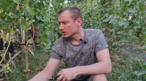 Виноград к-ш Джавелин,Лара,Красная шапочка и другие но