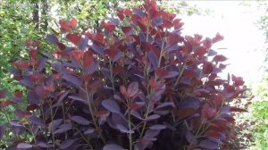 Скумпия: выращивание, особенности формирования, почем