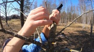 Как правильно привить грушу  в ращеп (( расщеп)(копулир?