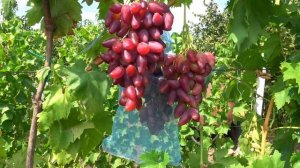 Виноград ДУБОВСКИЙ РОЗОВЫЙ в Черкасской области