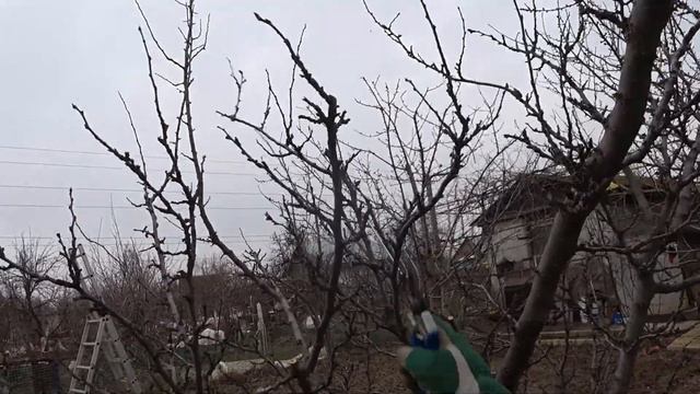 КАК однобокую КРОНУ СЛИВЫ переделать в ЧАШУ смотреть онлайн