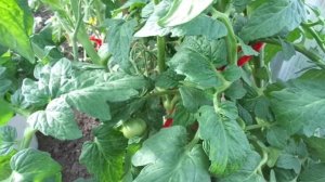 ТОМАТ КЛУША - КАК ФОРМИРОВАТЬ? Ольга Чернова.