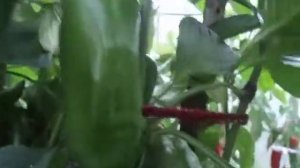 ПЕРЕЦ ВОЛОВЬЕ УХО -  ОДИН ИЗ САМЫХ КРУПНЫХ. Ольга Черно?