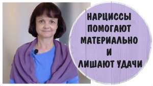 Нарциссы вам помогают материально и лишают удачи