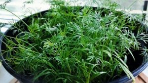 Почему не растет укроп на подоконнике