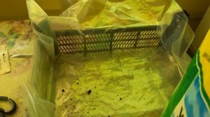 Выращивание шампиньонов в домашних условиях