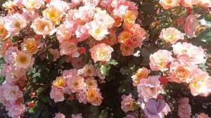 Роза Джаз на первом плане