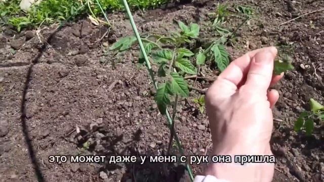 Тля сидит только на цветущих помидорах. Закономерност смотреть онлайн