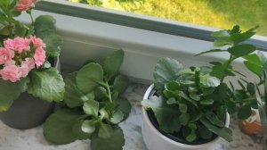 Что делать с каланхоэ после цветения? Обрезка каланхо?