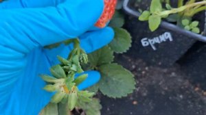 Сорт клубники НСД Брина