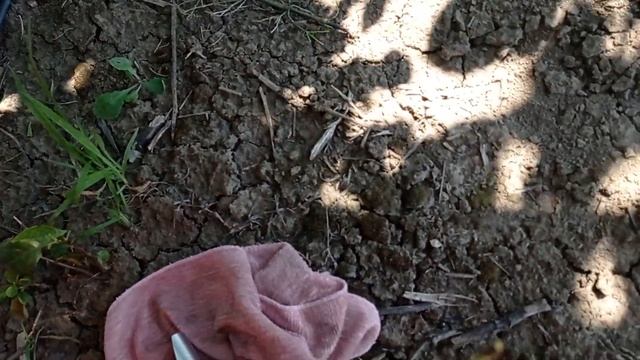 Черешня Регина