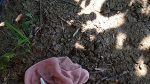 Черешня Регина