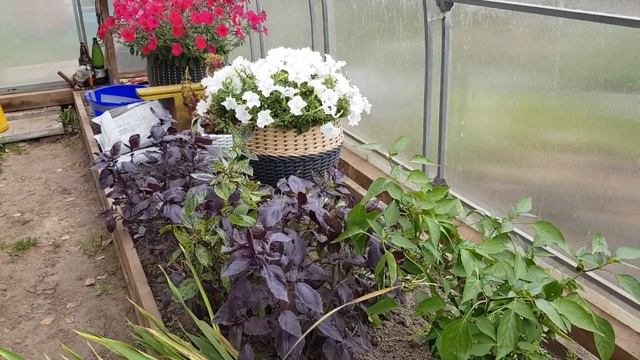 Когда и как убирать клубни-луковицы гладиолусов, хран? смотреть онлайн