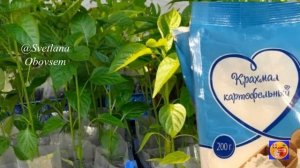 ДАЙТЕ КРАХМАЛ РАССАДЕ ПЕРЦА И ГОТОВЬ МЕШКИ ДЛЯ УРОЖАЯ.