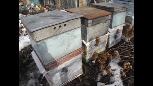 весна на пасеке - какие летки открывать пчелам весною