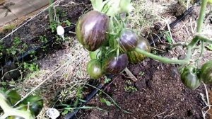 Томат Мятежный звездный истребитель