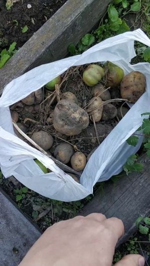 Как правильно хранить картофель.