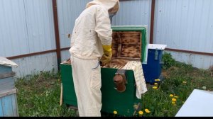 Улей на узковысокую рамку Beehive on a narrow frame Расширение па