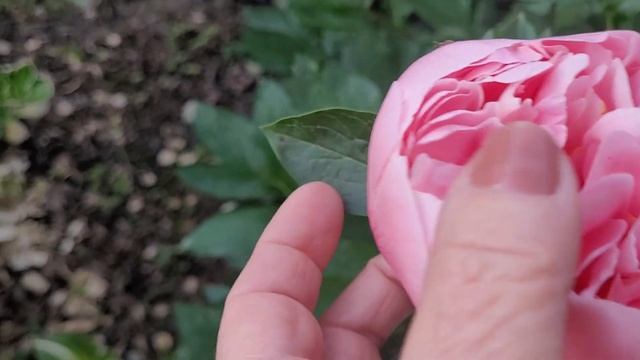 🌸 Пион ETCHED SALMON 🌸 смотреть онлайн