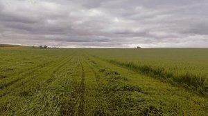 Суданская трава первый укос на сенаж 29.06.25 #сенаж #сено