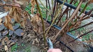 Ежевика Фридом после сильных морозов. Как обрезать?