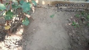 Аватар, Манило  в теплице.  Виноград в Беларуси 30.08.2023.