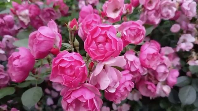 Цветение роз 2025 смотреть онлайн