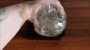 Как посадить и вырастить укроп на балконе.