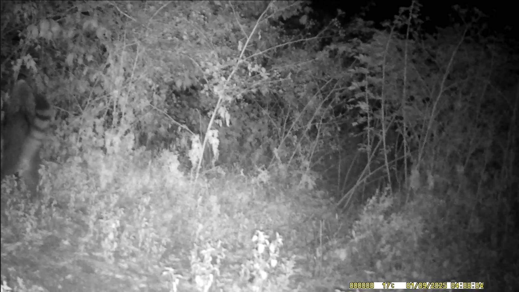 Лесной кот с Кавказских лесов. смотреть онлайн