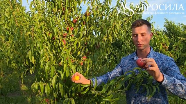 🍑 Інжирний персик 