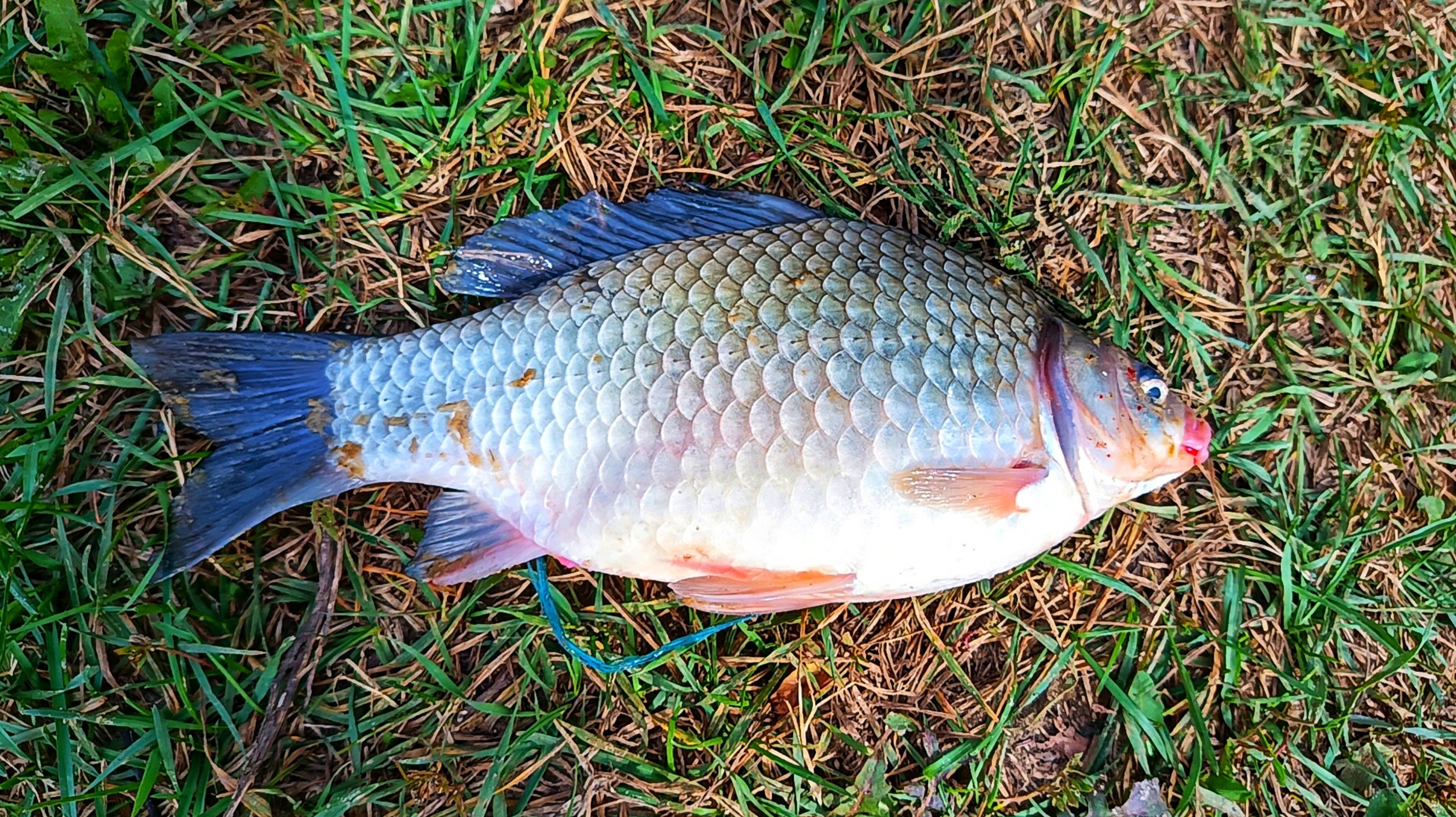 НЕ ГУСТО, НО И НЕ ПУСТО 😊👍 РЫБАЛКА НА ВЫХОДНЫХ 🐟 смотреть онлайн