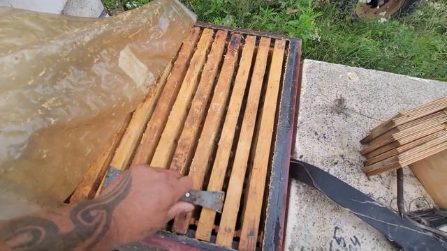 Отбираю медок но дождик не даёт трудится.