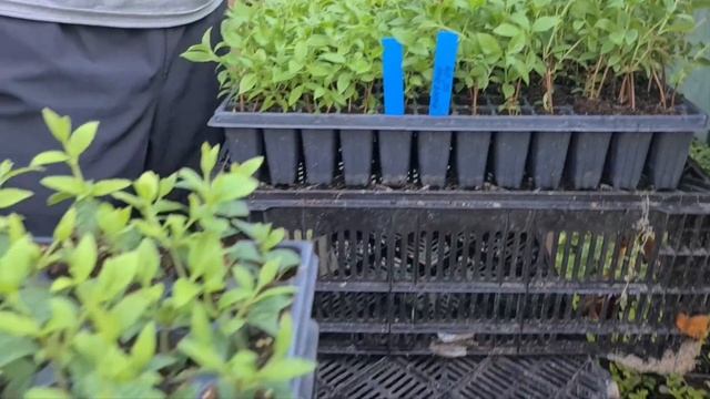 Зеленый черенок против одревесневшего. Кто выиграет смотреть онлайн