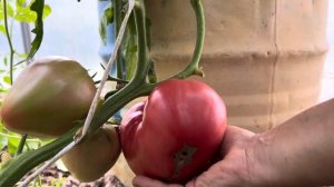 ОТЗЫВ 2023. ТОМАТ СЕВРЮГА.СИБИРСКИЙ САД